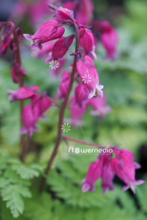 Dicentra 'Luxuriant' - Bleeding heart (103145)