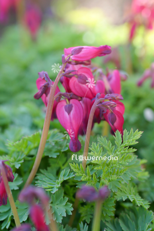 Dicentra 'Luxuriant' - Bleeding heart (106792)