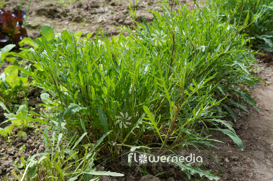 Diplotaxis tenuifolia - Wild rocket (107766)