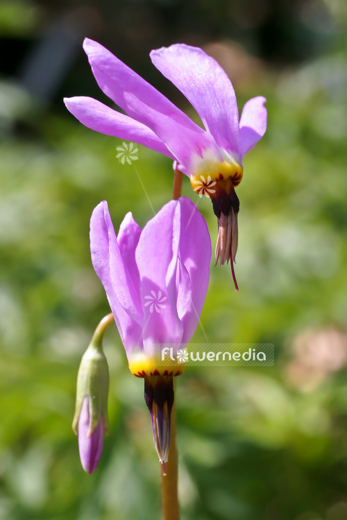 Dodecatheon clevelandii - Padre's shooting star (103193)