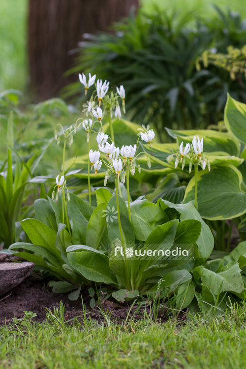 Dodecatheon meadia f. album - White-flowered shooting star (103165)