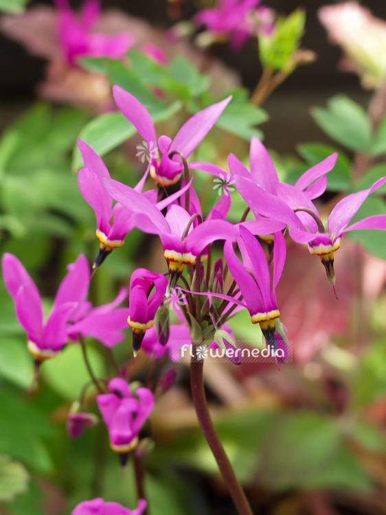Dodecatheon pulchellum - Pretty shooting star (100836)