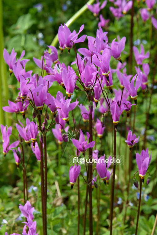 Dodecatheon pulchellum - Pretty shooting star (103167)