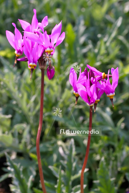 Dodecatheon pulchellum ssp. pulchellum 'Red Wings' - Pretty shooting star (100838)
