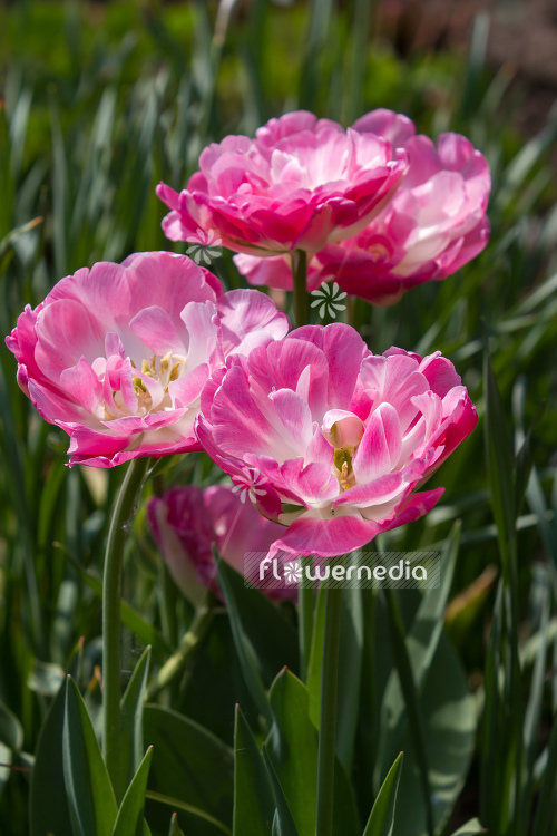 Double-flowered Tulips (106341)