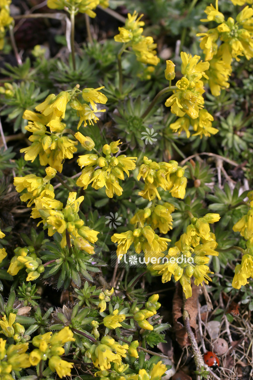 Draba aizoides - Yellow whitlow-grass (103169)