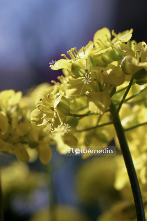 Draba aizoides - Yellow whitlow-grass (103170)