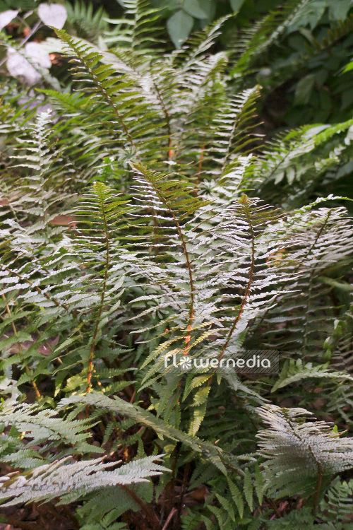 Dryopteris affinis ssp. stilluppensis - Scaly male fern (103178)