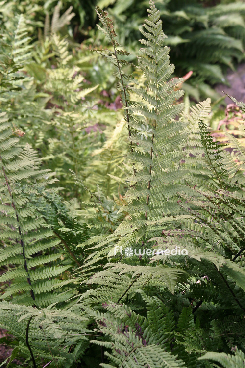 Dryopteris blanfordii - Wood fern (103179)
