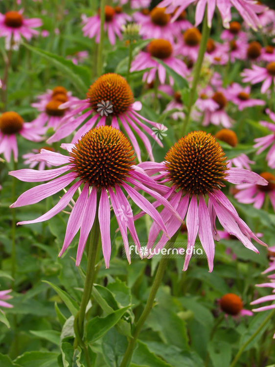 Echinacea purpurea - Purple coneflower (100847)