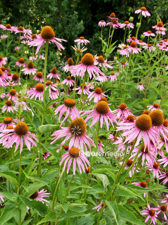 Echinacea purpurea - Purple coneflower (100848)