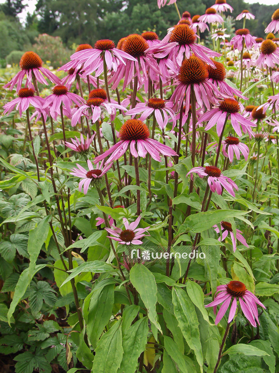 Echinacea purpurea - Purple coneflower (100849)