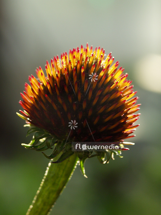 Echinacea purpurea - Purple coneflower (100850)
