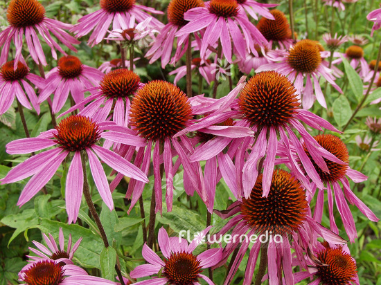 Echinacea purpurea - Purple coneflower (100853)