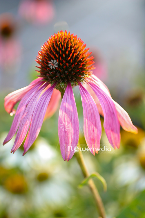 Echinacea purpurea - Purple coneflower (103196)