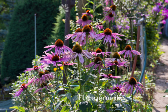 Echinacea purpurea - Purple coneflower (103198)