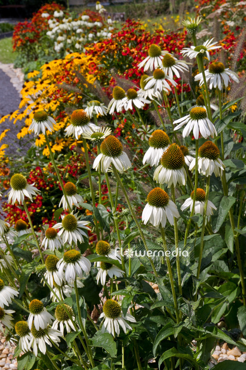 Echinacea purpurea 'Alba' - Purple coneflower (103203)