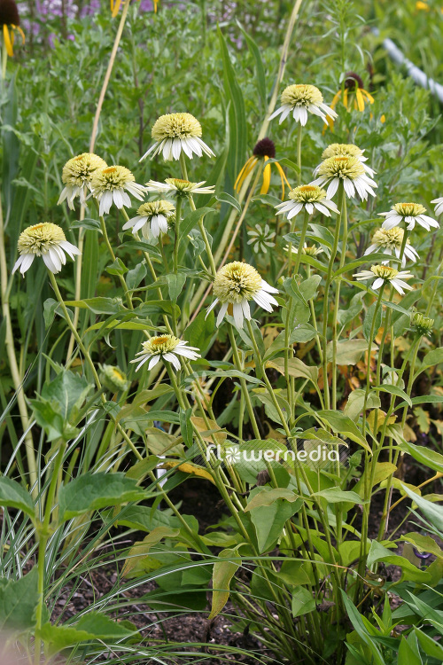 Echinacea purpurea 'Coconut Lime' - Purple coneflower (103205)