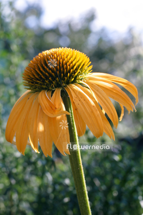 Echinacea purpurea 'Harvest Moon' - Purple coneflower (103207)