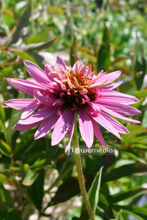 Echinacea purpurea 'Indianer' - Purple coneflower (103208)