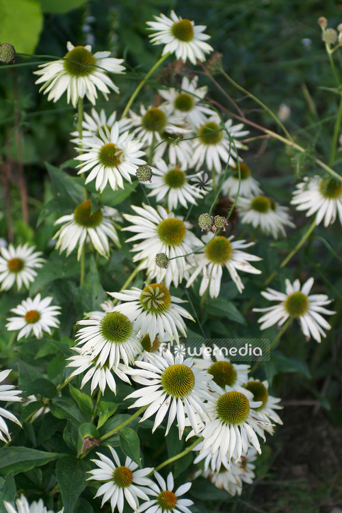 Echinacea purpurea 'Primadonna White' - Purple coneflower (103213)