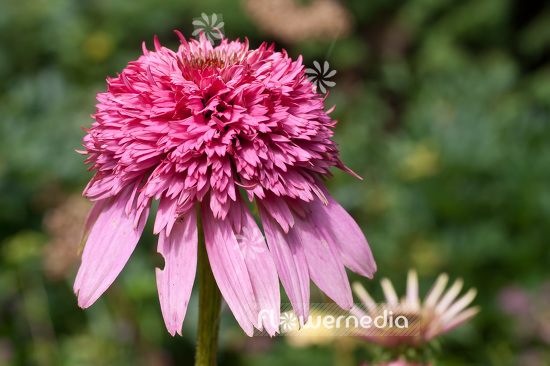 Echinacea purpurea 'Razzmatazz' - Purple coneflower (103214)