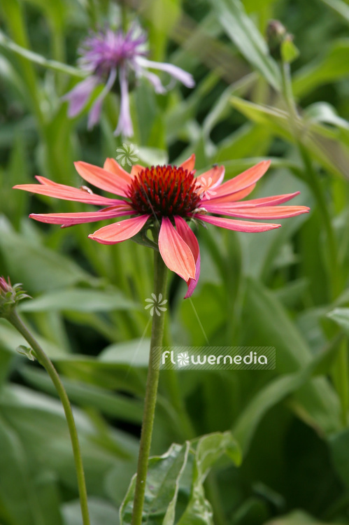 Echinacea purpurea 'Sundown' - Purple coneflower (102075)