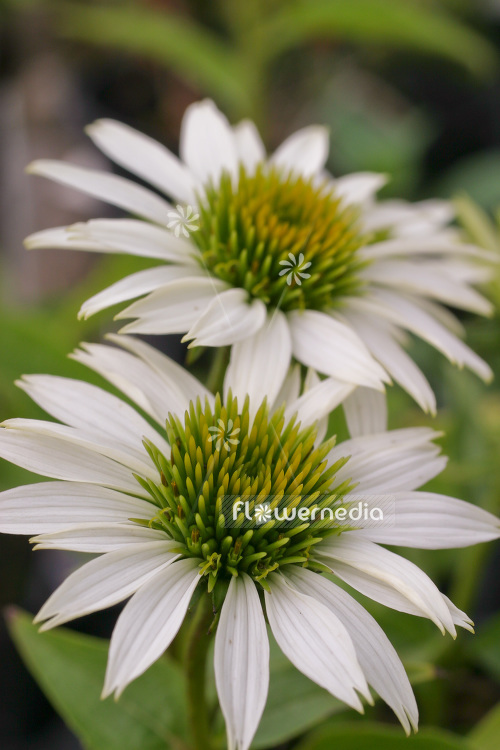 Echinacea purpurea 'White Swan' - Purple coneflower (103215)