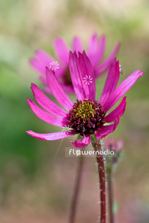 Echinacea tennesseensis - Tennessee coneflower (100855)