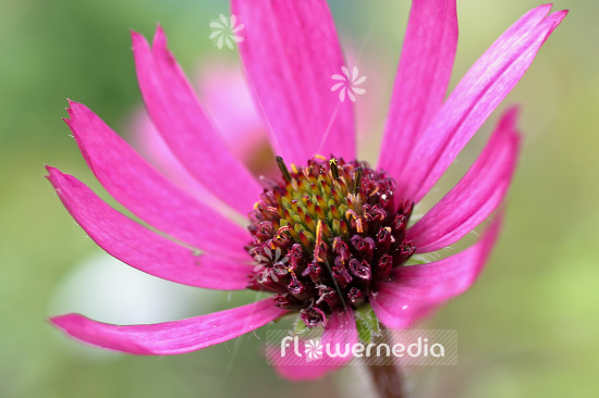Echinacea tennesseensis - Tennessee coneflower (103216)