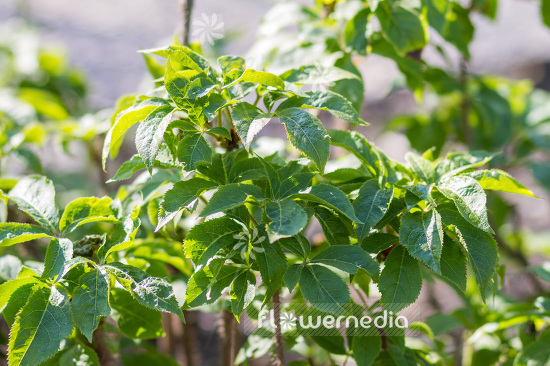 Eleutherococcus senticosus - Siberian ginseng (103223)