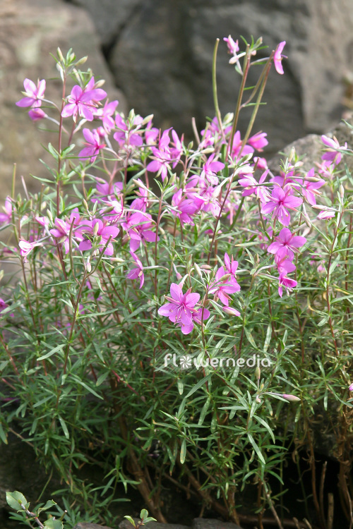 Epilobium fleischeri - Alpine willowherb (103230)