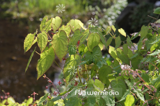 Epimedium alpinum - Alpine barrenwort (105939)