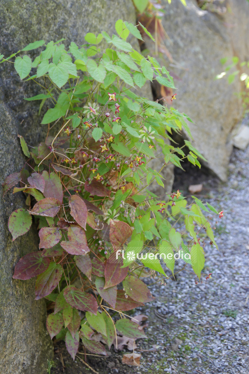 Epimedium alpinum - Alpine barrenwort (105940)
