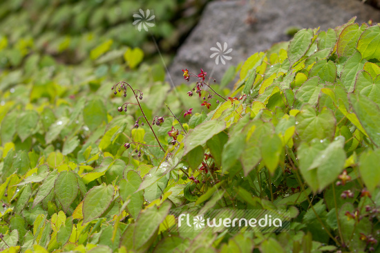 Epimedium alpinum - Alpine barrenwort (105983)