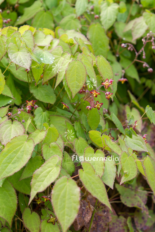 Epimedium alpinum - Alpine barrenwort (105984)