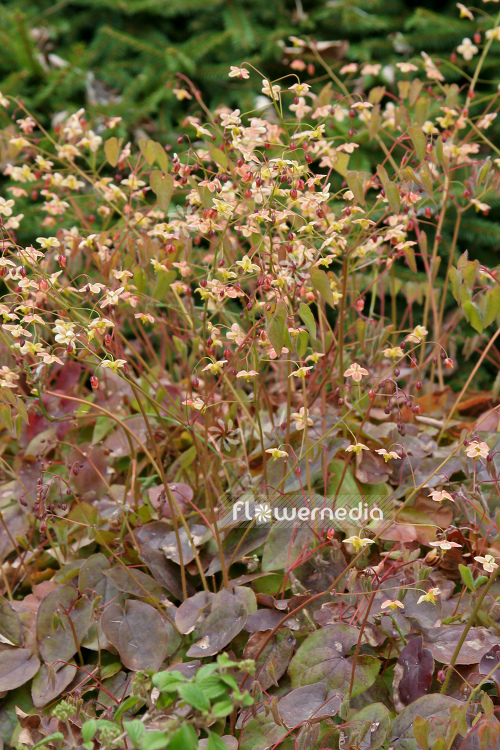 Epimedium 'Black Sea' - Barrenwort (105941)