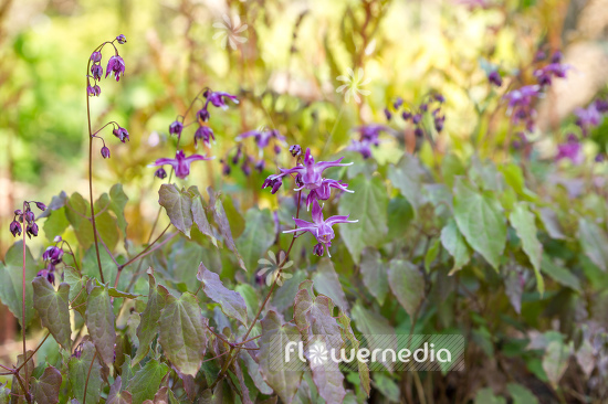 Epimedium grandiflorum 'Lilafee' - Large barrenwort (105944)