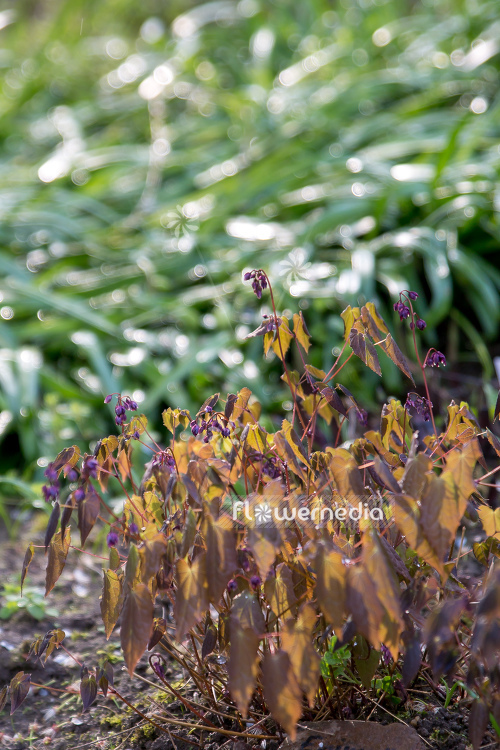 Epimedium grandiflorum 'Lilafee' - Large barrenwort (105991)