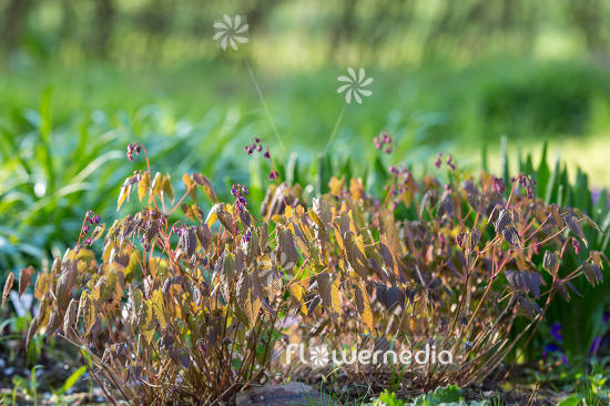 Epimedium grandiflorum 'Lilafee' - Large barrenwort (105992)