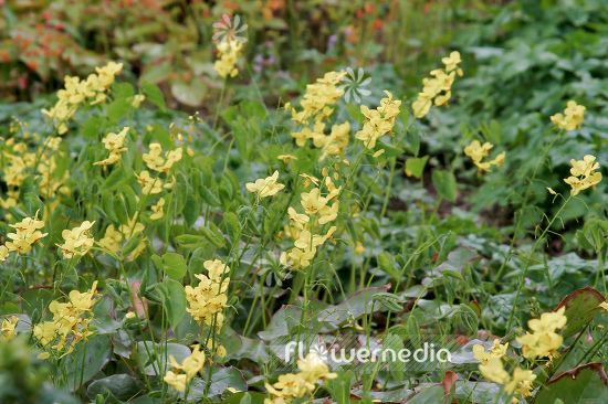 Epimedium pinnatum - Barrenwort (105948)
