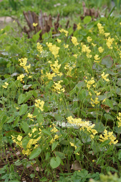 Epimedium pinnatum - Barrenwort (105949)