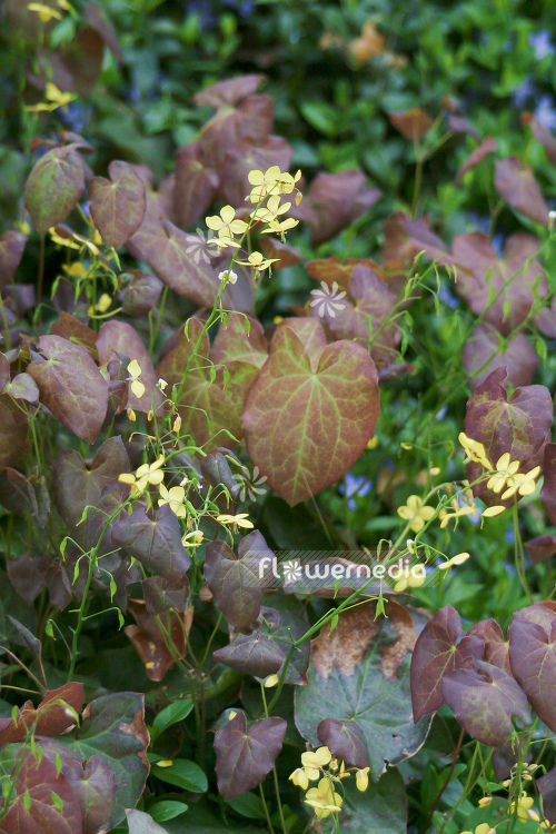 Epimedium pinnatum - Barrenwort (105951)