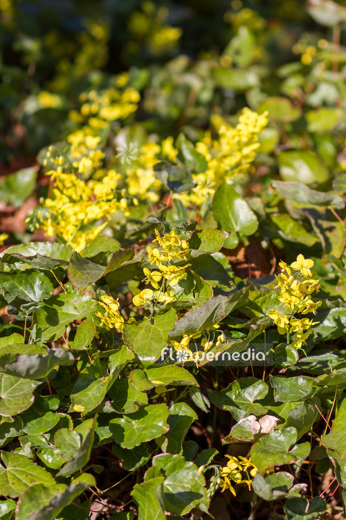 Epimedium pinnatum ssp. colchicum - Colchian barrenwort (103238)