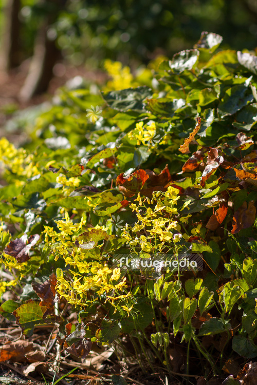 Epimedium pinnatum ssp. colchicum - Colchian barrenwort (103239)