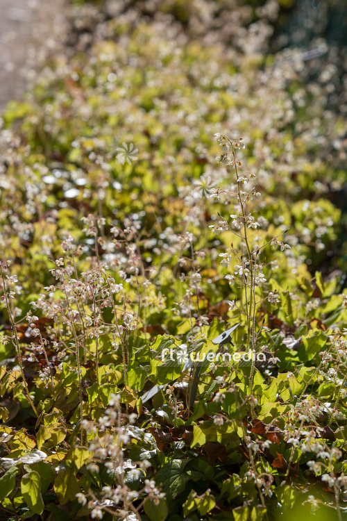 Epimedium pubigerum - Barrenwort (105952)