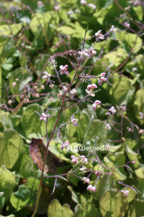 Epimedium pubigerum - Barrenwort (105954)