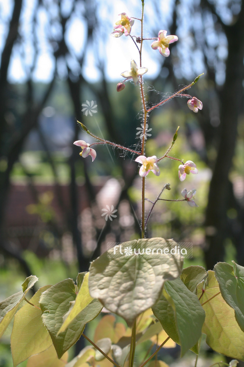 Epimedium pubigerum - Barrenwort (105955)