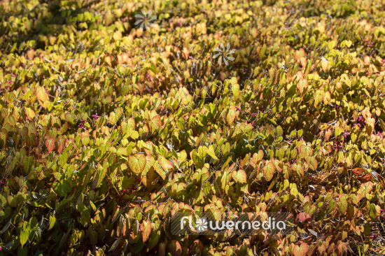 Epimedium x rubrum - Red barrenwort (105959)