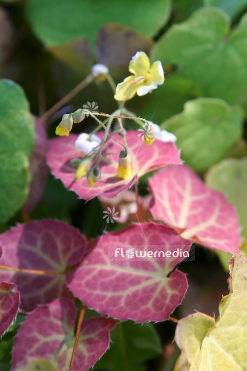 Epimedium x versicolor 'Sulphureum' - Yellow barrenwort (103247)